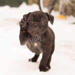 Adorable black puppy waving paw in snowy outdoor setting.