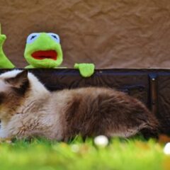 Kermit And Cat