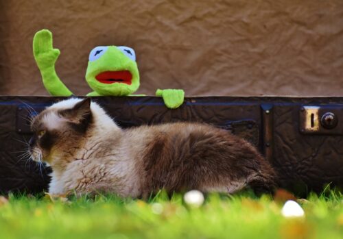 Kermit And Cat