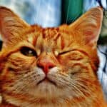 Adventurous cat peeking through a wire fence, exploring outdoors.